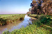 Oasi di Punte Alberete.