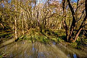 Oasi di Punte Alberete. Piccolo relitto di foresta allagata. 