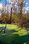 Oasi di Punte Alberete. Piccolo relitto di foresta allagata.