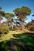 La pineta di San Vitale.