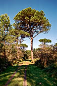 La pineta di San Vitale.