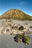 Bromo - Mount Batok a dormant volcano rises from the Sea of Sands.