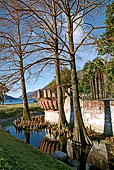 Lago di Lugano - Il lungo lago di Melide. Le radici aeree (pneumatofori) di un cipresso calvo (Taxodium distichum).