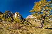Sentiero naturalistico del Lucomagno (Svizzera). Larici.