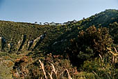 Campi Flegrei - Monte Nuovo il cono di una eruzione nel 1538.