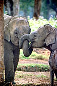 Chitwan - The elephants breeding centre.