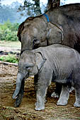 Chitwan - The elephants breeding centre.