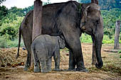Chitwan - The elephants breeding centre.