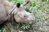 Royal Chitwan National Park - the one-horned rhinoceros.