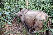 Royal Chitwan National Park - the one-horned rhinoceros.