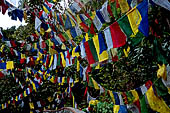 Pharping - The hill top is literally covered with thousands and thousands prayer flags. 