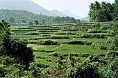 Orissa Rayagada district - Rice fields near Chatikona.