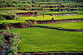 Orissa Rayagada district - Rice fields near Chatikona.