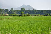 Orissa Rayagada district - Rice fields near Chatikona.
