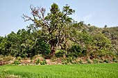 Orissa Rayagada district - Rice fields near Chatikona.