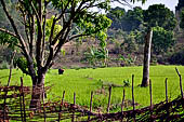 Orissa Rayagada district - Rice fields near Chatikona.