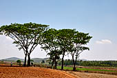 Orissa Koraput district - On the road to the Ankadeli market.
