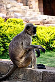 Orissa - Bhubaneswar. Monkeys roaming across the Udaigiri archaeological park.