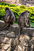Orissa - Bhubaneswar. Monkeys roaming across the Udaigiri archaeological park.