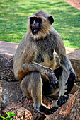 Orissa - Bhubaneswar. Monkeys roaming across the Udaigiri archaeological park.