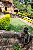 Orissa - Bhubaneswar. Monkeys roaming across the Udaigiri archaeological park.