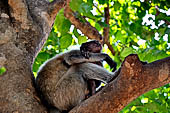 Orissa - Bhubaneswar. Monkeys roaming across the Udaigiri archaeological park.