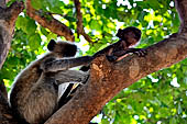 Orissa - Bhubaneswar. Monkeys roaming across the Udaigiri archaeological park.