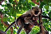 Orissa - Bhubaneswar. Monkeys roaming across the Udaigiri archaeological park.