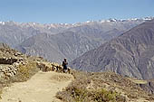 Colca canyon stock photographs