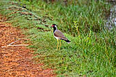 Kalametiya Bird Sanctuary.