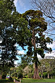Peradeniya Royal Botanic Gardens