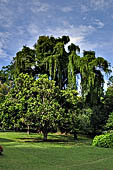 Peradeniya Royal Botanic Gardens