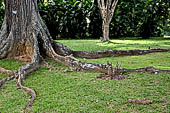 Peradeniya Royal Botanic Gardens