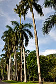 Peradeniya Royal Botanic Gardens - The Royal Palm Avenues