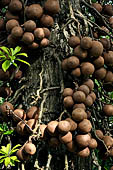 Peradeniya Royal Botanic Gardens - The cannon ball tree