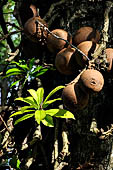Peradeniya Royal Botanic Gardens - The cannon ball tree