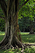 Peradeniya Royal Botanic Gardens