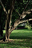 Peradeniya Royal Botanic Gardens
