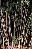 Peradeniya Royal Botanic Gardens - The Giant Bamboo.