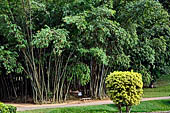 Peradeniya Royal Botanic Gardens - The Giant Bamboo.
