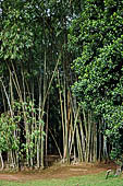 Peradeniya Royal Botanic Gardens - The Giant Bamboo.