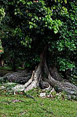 Peradeniya Royal Botanic Gardens