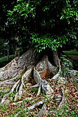 Peradeniya Royal Botanic Gardens