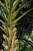 Peradeniya Royal Botanic Gardens - The talipot palm