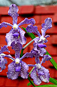 Peradeniya Royal Botanic Gardens - Orchid House.