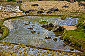 Hike up to Batutumonga north of Rantepao - rice terraces