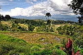 Hike up to Batutumonga north of Rantepao - rice terraces