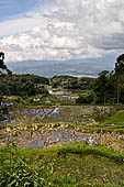 Hike up to Batutumonga north of Rantepao - rice terraces