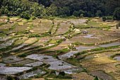 Hike up to Batutumonga north of Rantepao - rice terraces