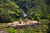 Hike up to Batutumonga north of Rantepao - farmers at work on rice terraces